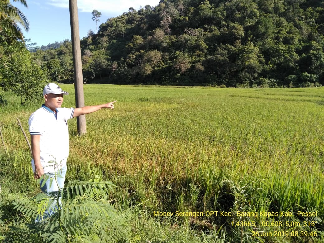 Dinas Pertanian Pessel Bekali Petani Cara Basmi Serangan Hama Tikus