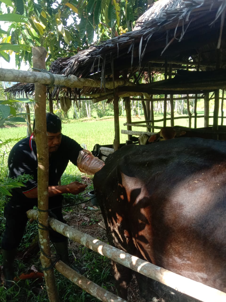 Petugas Keswan Painan Lakukan IB di Nagari Limau Gadang Lumpo