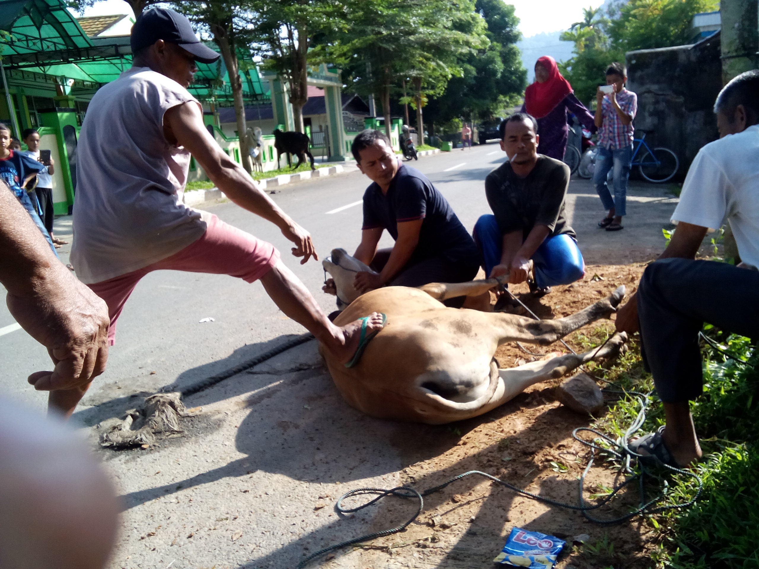 Disnakeswan Pessel Terus Pantau Kesehatan Hewan Kurban