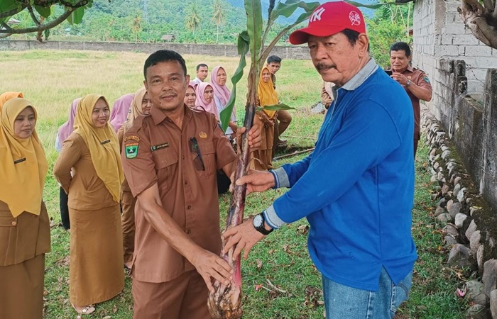 Motivasi Masyarakat, Dinas Koperasi  UKM Pessel Tanam 100 Batang Pisang Pada Lahan Kosong  