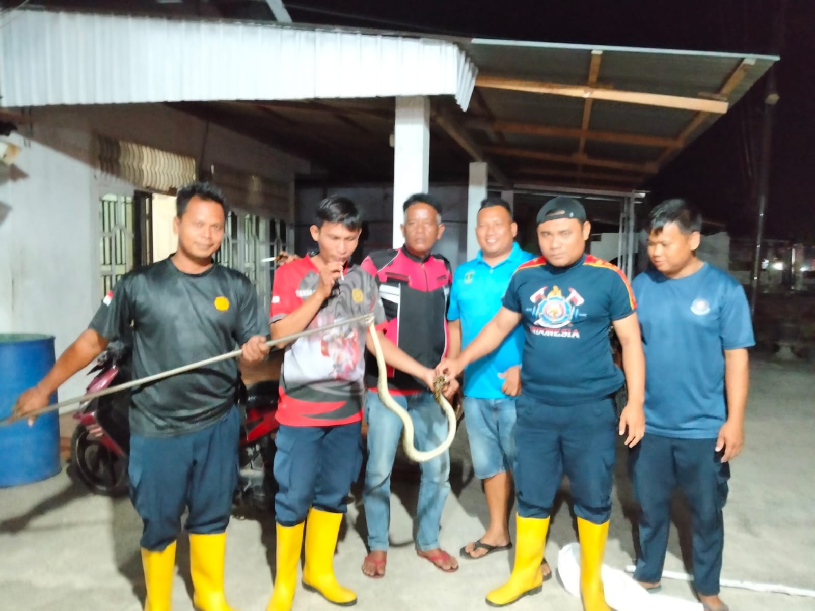 Ular Masuk Rumah di Tarusan, Damkar Pessel Bergerak Cepat Lakukan Evakuasi