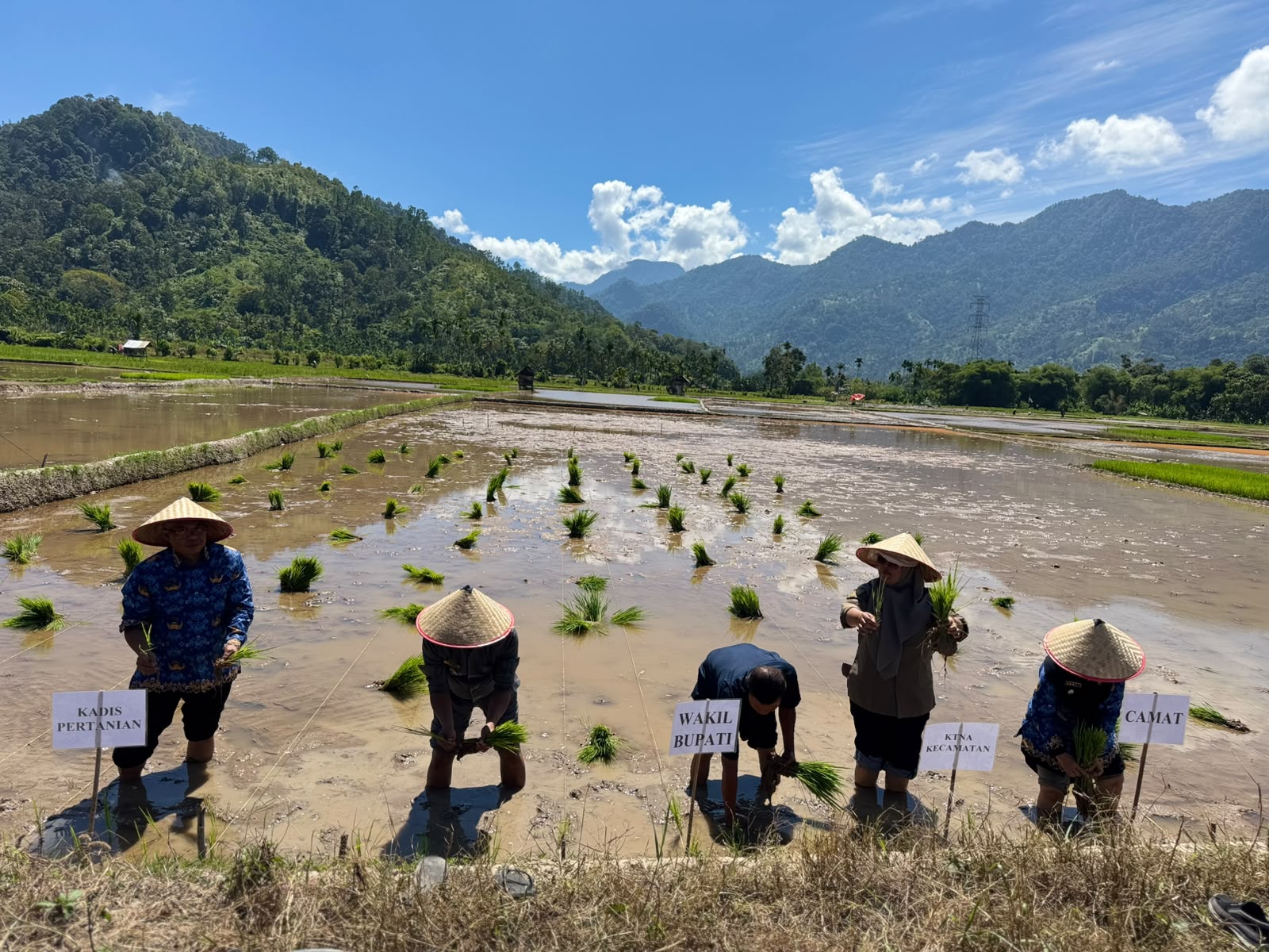 Tanam Padi Serentak di Tarusan, Wabup Risnaldi Dorong Peningkatan Produksi dan Kesejahteraan Petani