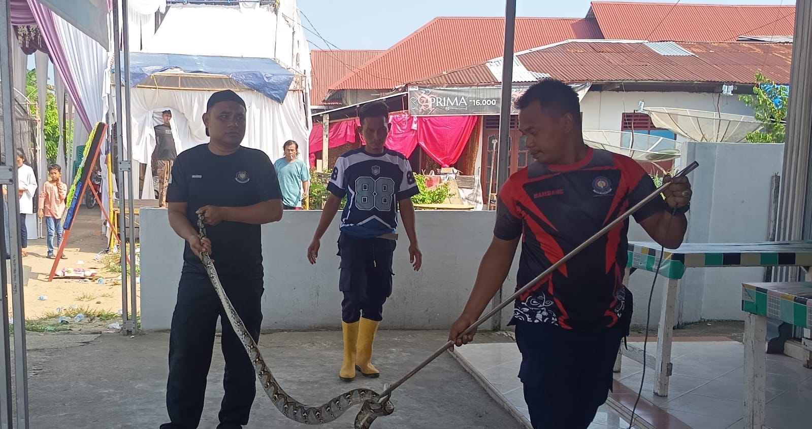Ular Piton Masuk Rumah Warga di Tarusan, Damkar Bergerak Cepat Lakukan Evakuasi