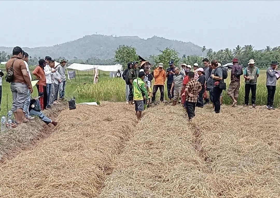 Delegasi Kabupaten Timor Tengah Utara Lakukan Pembelajaran MTOT di Lahan Sawah Nagari Sungai Gayo Lumpo