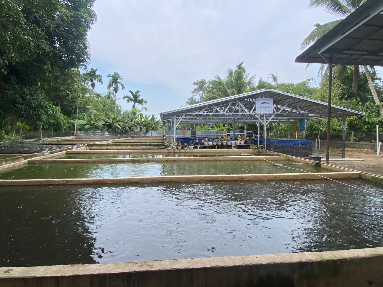 Pastikan Bantuan Bioflok KKP Produktif, Dinas Perikanan Pessel Perkuat Pembinaan Pembudidaya