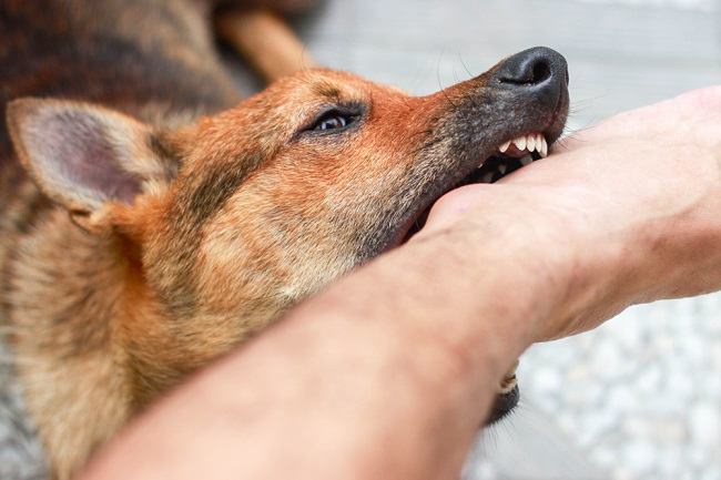 Masih Perlu Edukasi, Kesadaran Warga Melakukan Vaksinasi Rabies Terhadap Hewan Piaraan Masih Rendah