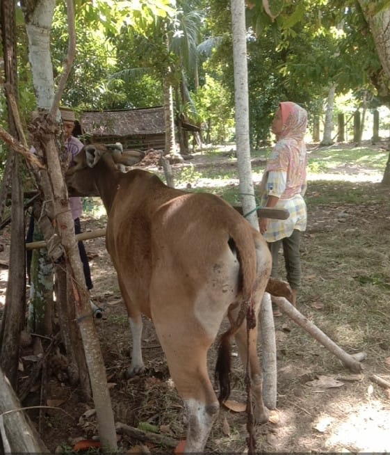Petugas Keswan Pesisir Selatan Lakukan Vaksinasi Sapi Bali Terkena Penyakit Jembrana