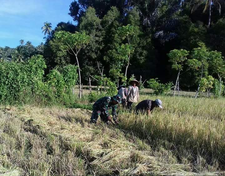 Koramil 02 Balai Selasa, siap dampingi petani panen padi