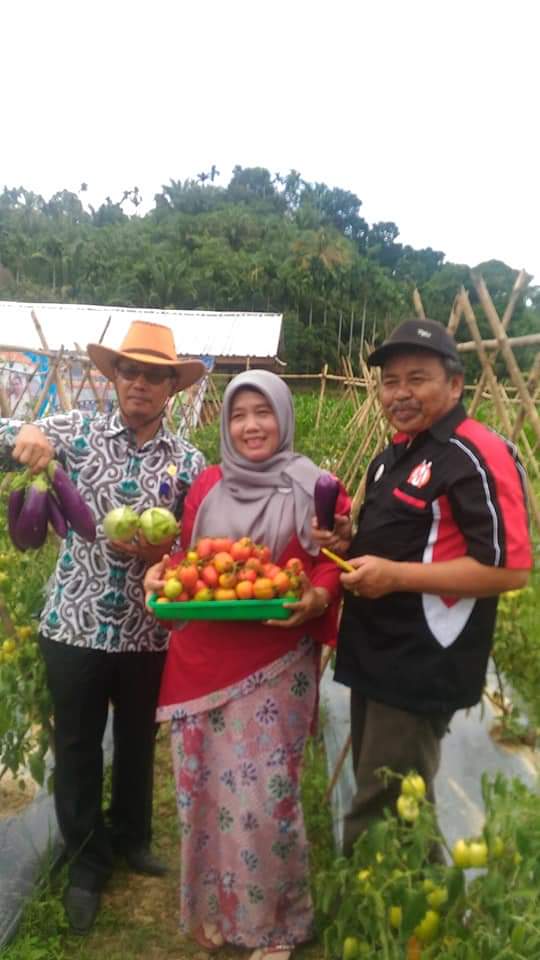 SMKN 1 Ranah Pesisir Kembangkan Tanaman Hortikultura Di Lahan 2,5 Ha