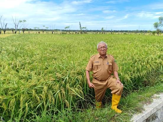Nuzirwan, dukung Sistem tanam padi Jarwo alias Jajar Legowo. 