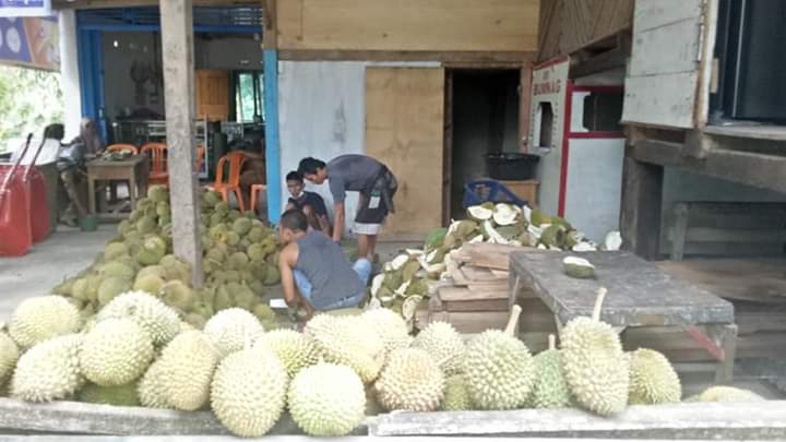 Melirik Durian Sebagai Komoditi Andalan Petani Pesisir Selatan