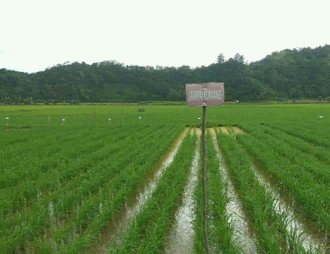 Pertahankan Swasembada Pangan Pemkab Pesisir Selatan Tingkatkan  LTT Padi Dan Jagung