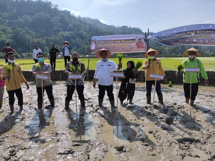 Bupati Lakukan Penanaman Padi di Lahan Masyarakat