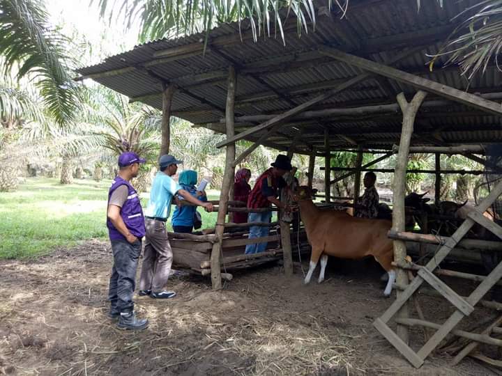 Program Integrasi Usaha Ternak Sapi Dengan Kebun Sawit Berkelanjutan
