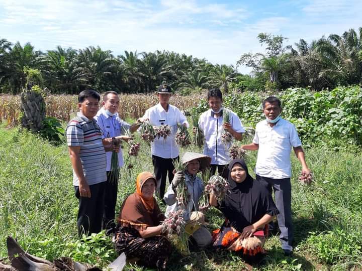 Keltan Pematang Lesung Kecamatan Air Pura Lakukan Panen Bawang Merah 