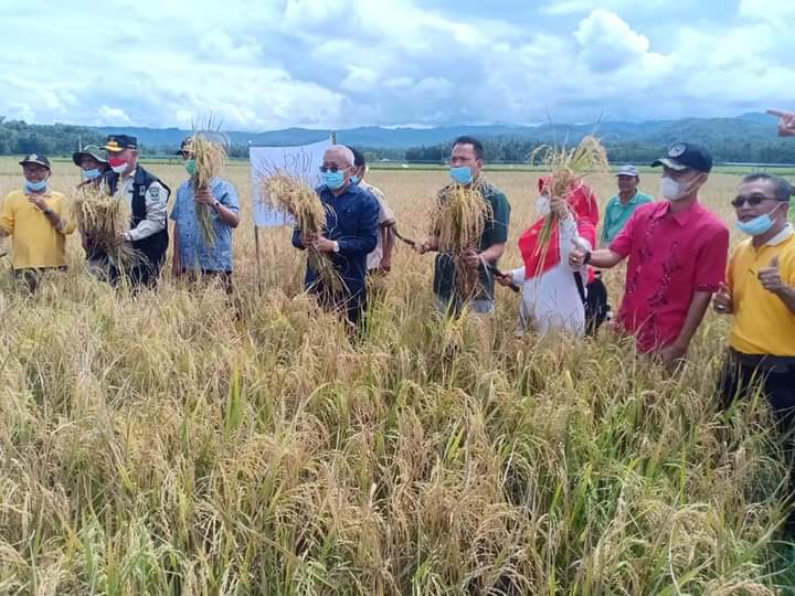 Tanaman Padi Organik Tingkatkan Kesejahteraan Petani