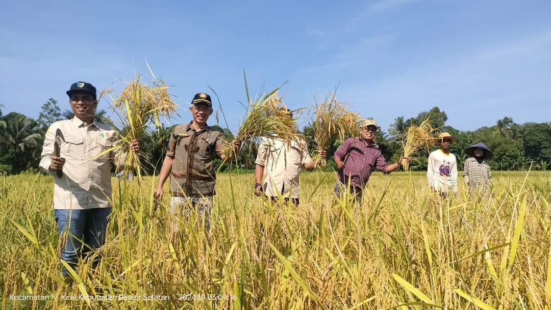Panen Raya Padi Pola MTOT Keltan Bukik Baeh