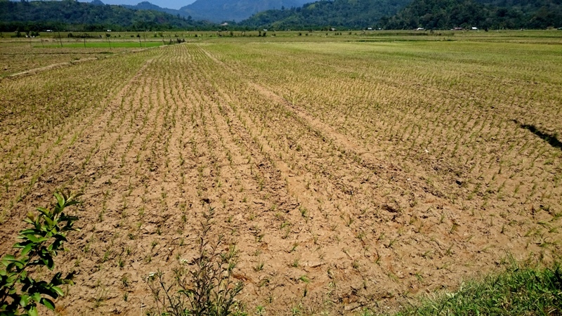Pessel Terus Tingkatkan Optimalisasi lahan Terlantar