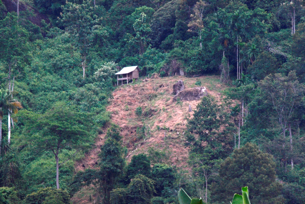 Hutan Negara Yang Dikelola Masyarakat Untuk Perladangan Mencapai 40 Persen di Pessel
