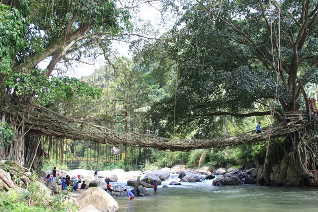 Sudah Bisa Dilewati, Pohon Tumbang di Objek Wisata Jembatan Akar Telah Dibersihkan