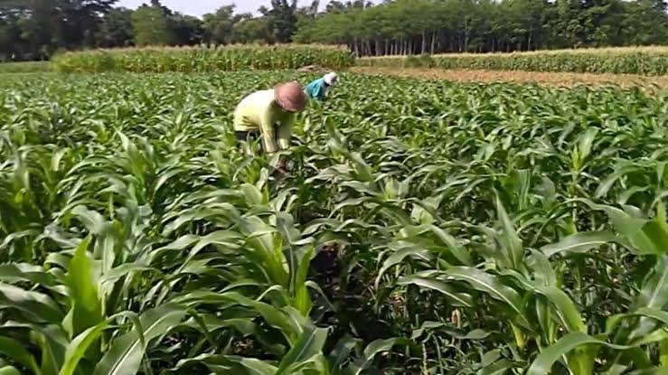 Agar Lahan Tetap Produktif, Keltan Kampung Medan Baik Kambang Tanaman Jagung Jenis Olimpus  