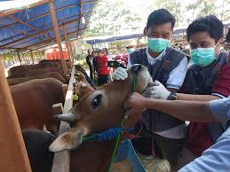 Waspada Virus Jembrana, Petugas Keswan Nagari Sungai Tunu Lakukan Pengobatan dan Investigasi Sapi Bali  