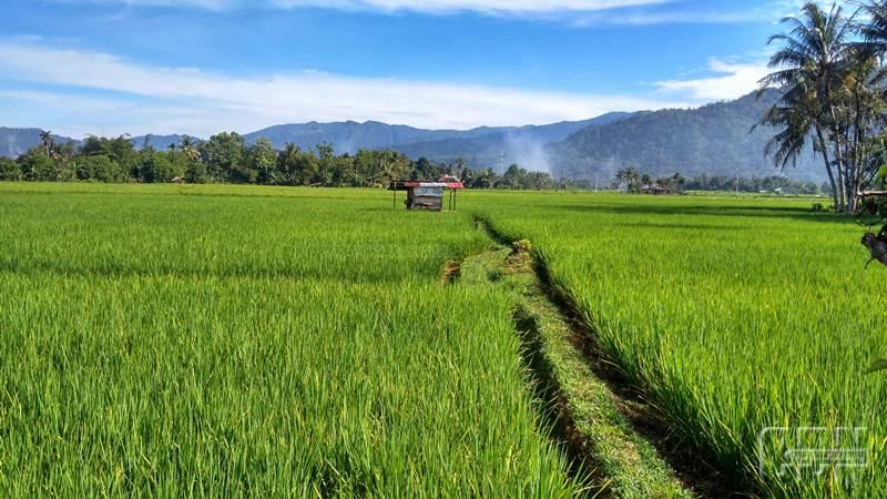 Tingkatkan Daya Tarik, Pessel Kembangkan Potensi Agrowisata Pertanian dan Perkebunan