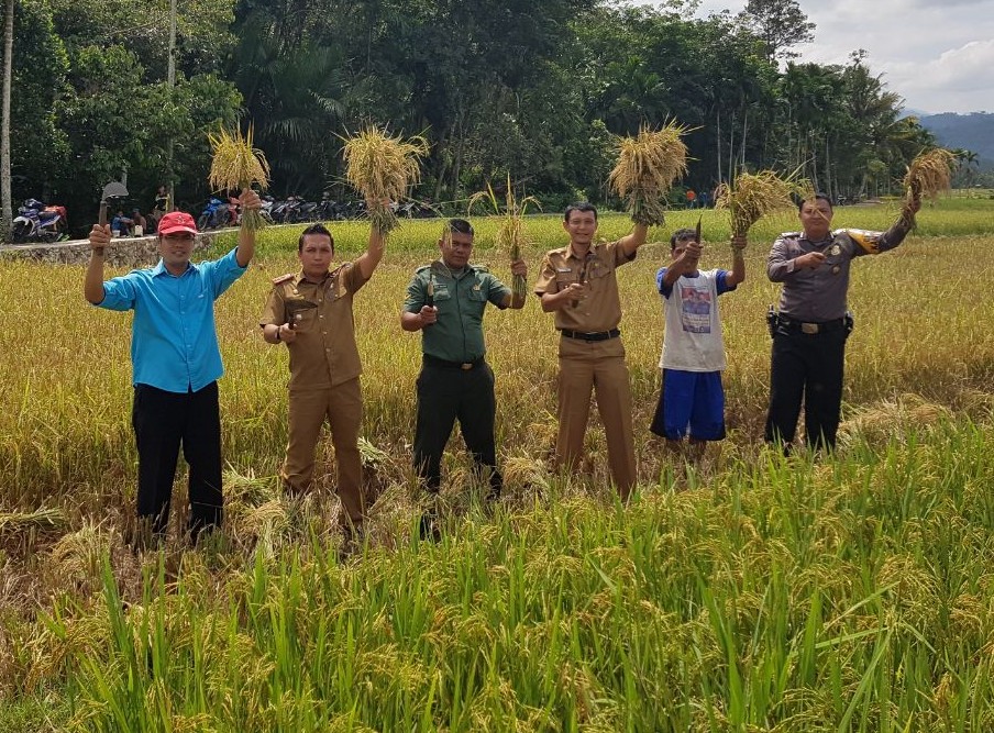 Tunjukkan Sinergisitas, TNI, Polri Serta Camat Dan Perangkat Nagari Turun Kesawah Saat Panen Raya di Lumpo, Kecamatan IV Jurai.