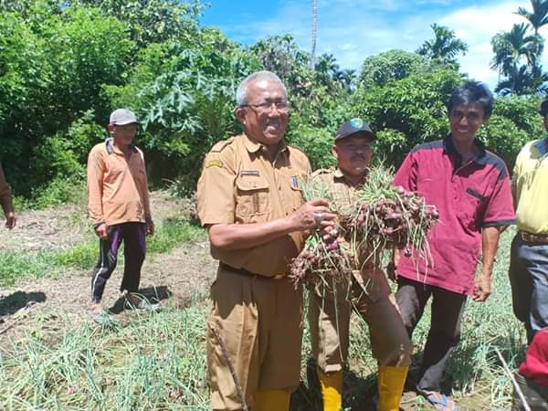 Dinas Hortikultura Pessel, Nuzirwan, Pessel prospektif centra Bawah Merah