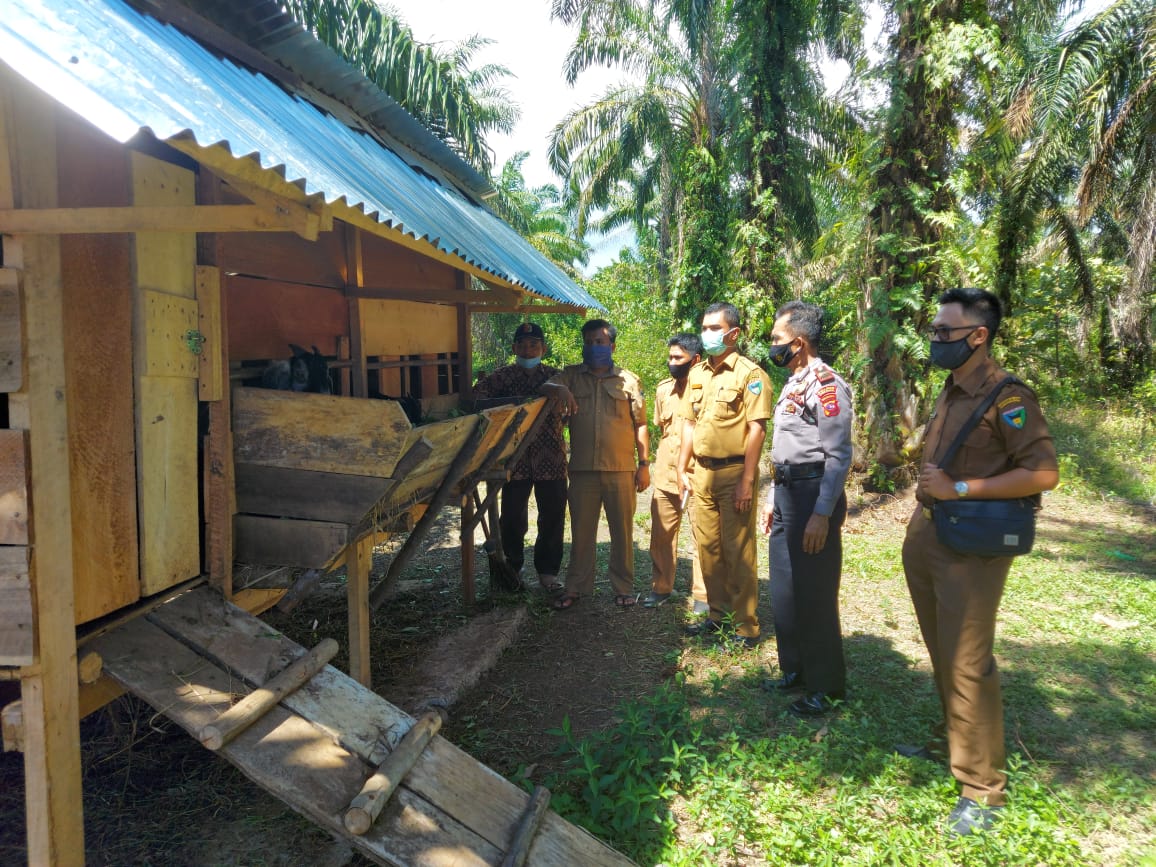 Camat Silaut Lakukan Monitoring Bantuan Ternak  Itik Dan Kambing Bagi Warga Miskin