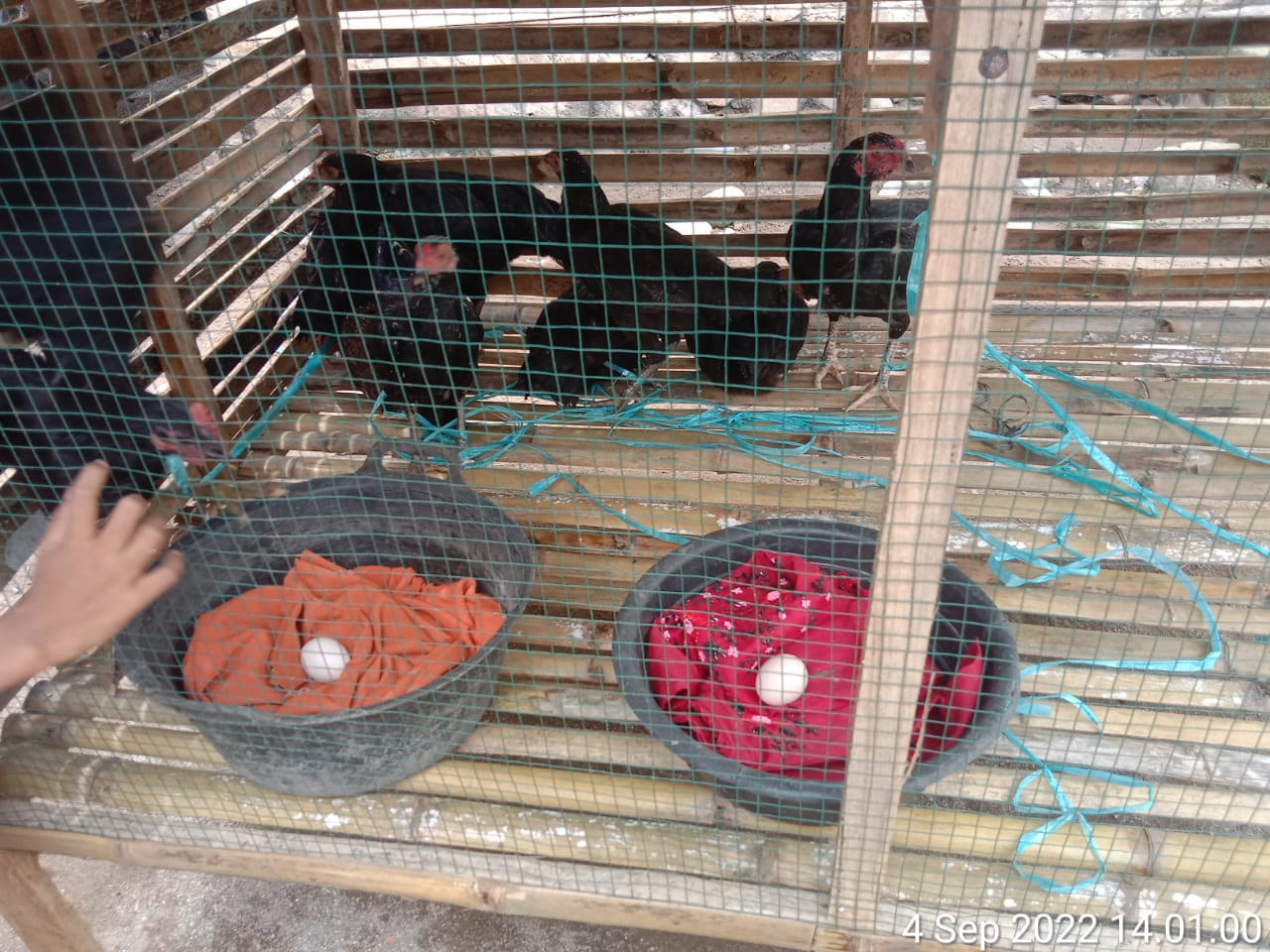 Nagari Gunung Malelo Sutera, Serahkan Bantuan Bibit  Ayam Petelur Untuk KPM