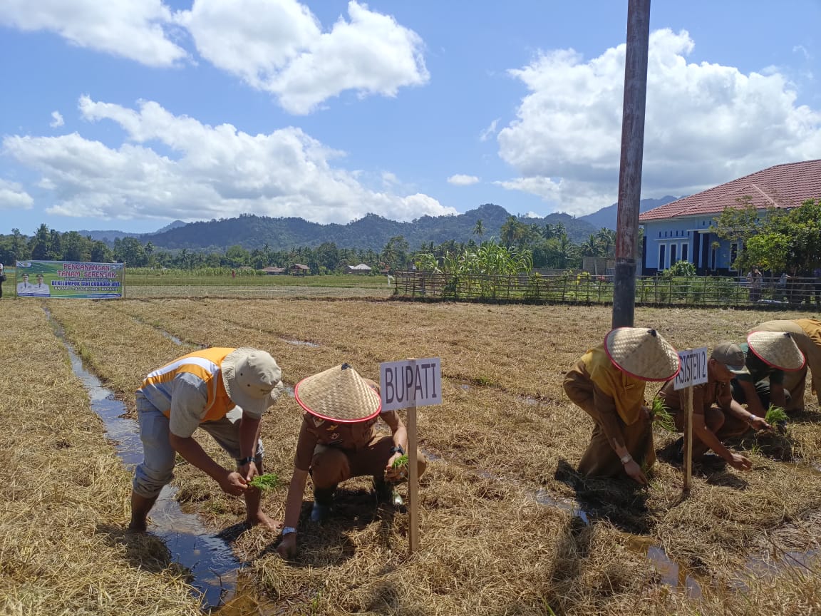 Pemkab Pessel Targetkan Produksi Padi 185 Ribu Ton Lewat Penanaman Serentak di 14 Kecamatan