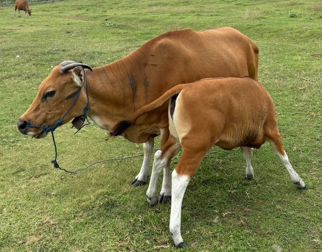 Pemantauan Penyakit Jembrana: Langkah Strategis Menuju Nagari Sehat di Pesisir Selatan
