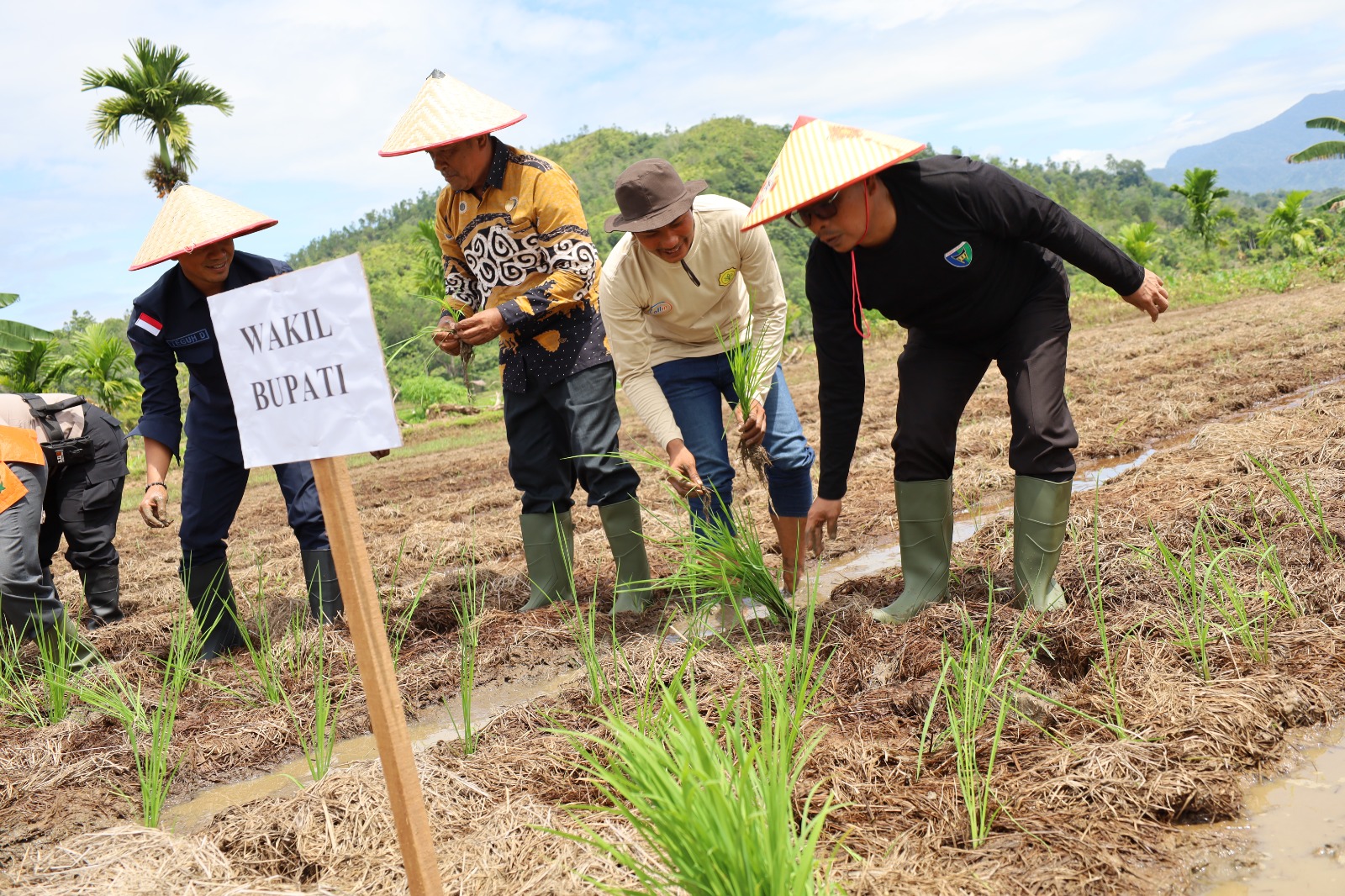 Wabup Risnaldi Resmikan Tanam Serentak Sawah Pokok Murah di IV Jurai