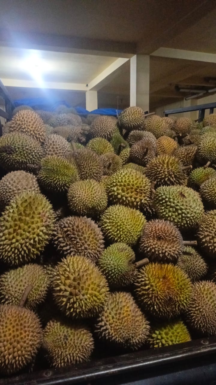 Potensi Durian Pesisir Selatan: Produk Lokal Siap Goyang Pasar Dalam dan Luar Negeri