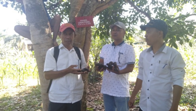 Pengembangan Jengkol Bareh dan Lokan Berpotensi Angkat Perekonomian Petani