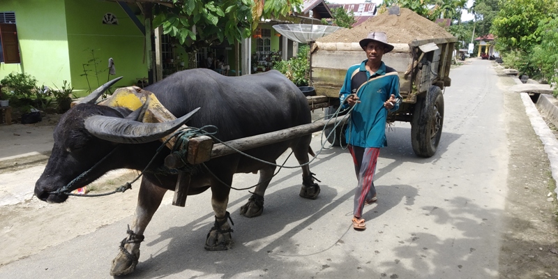 Gope, Warga Lumpo Kecamatan IV Jurai Pessel, gunakan alat tradisional pedati mengunakan Kerbau untuk kebutuhan konsumen