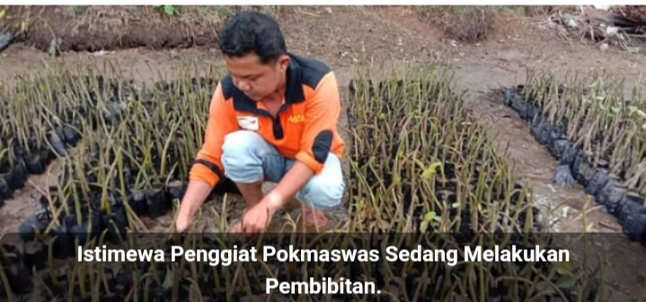 Pokmaswas Amping Parak Kecamatan Sutera Sediakan Bibit Mangrove 