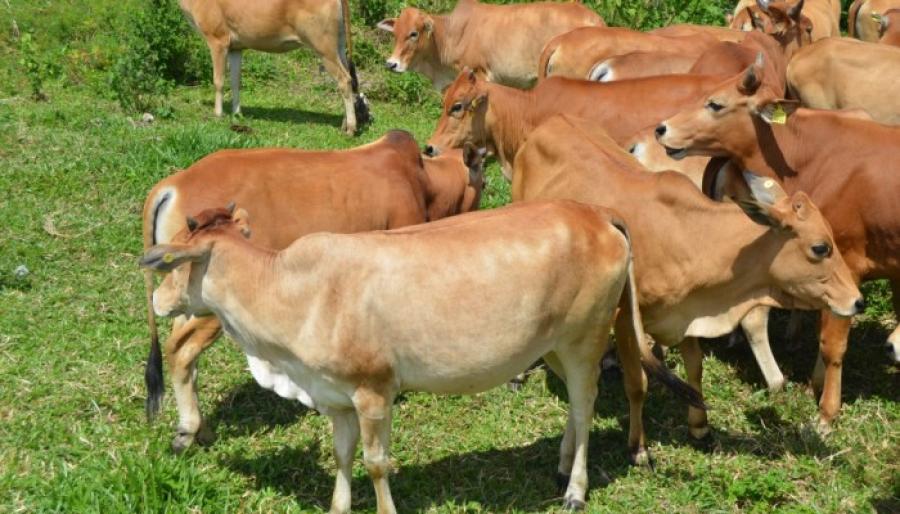 Pemerintah Kabupaten Pesisir Selatan - Dua Kecamatan dominasi asuransi usaha ternak sapi di Pesisir Selatan