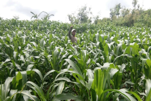 Tanaman Jagung Akan Menjadi Kekuatan Ekonomi Petani di Masa Depan