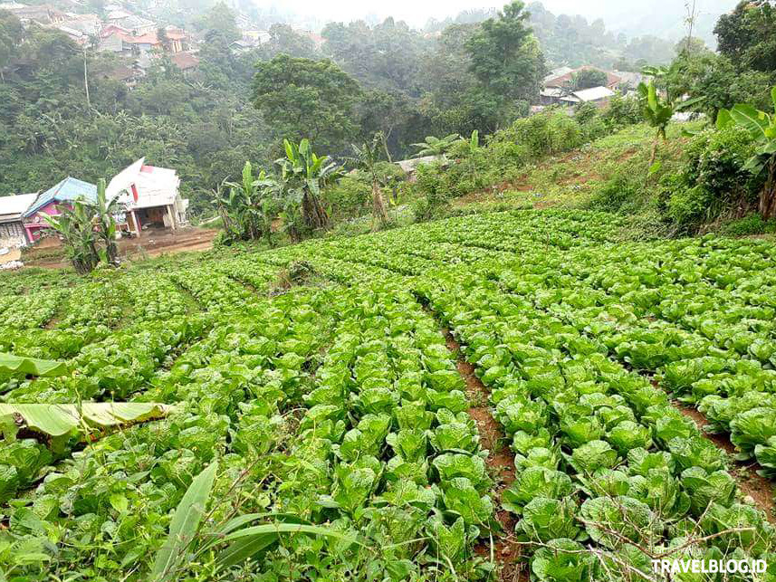 Petani Diminta Tingkatkan Produtivitas Selama Pandemi Covid-19