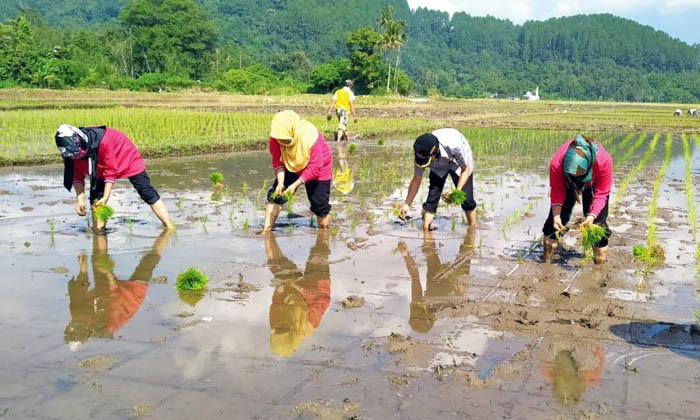 Pola Tanam Serentak Akan Tetap Dipertahankan Untuk Meminimalisir Serangan Hama