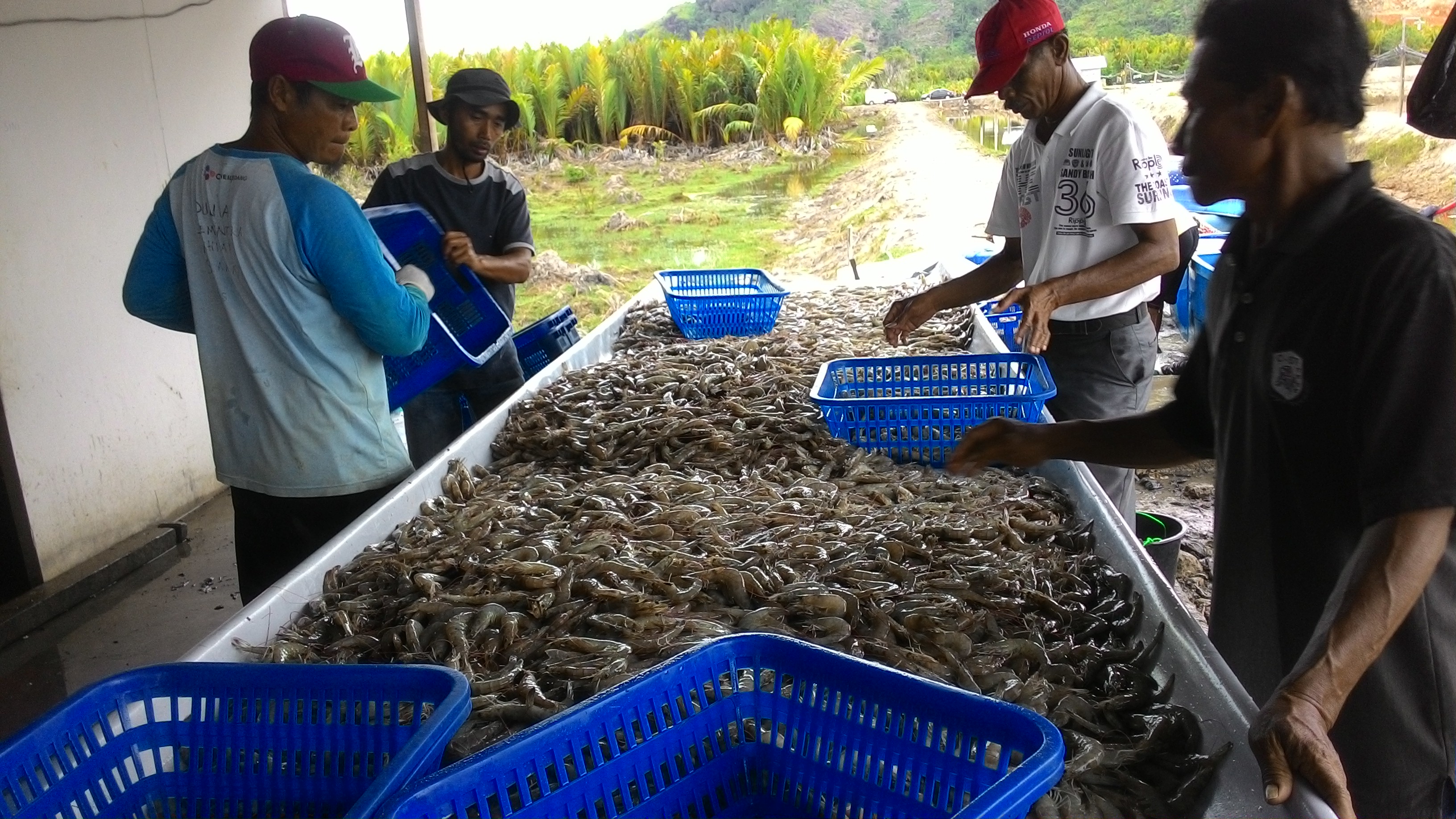 Tambak Udang Vanamei Di Kawasan Carocok Tarusan Hasilkan Produksi 120 Ton Udang