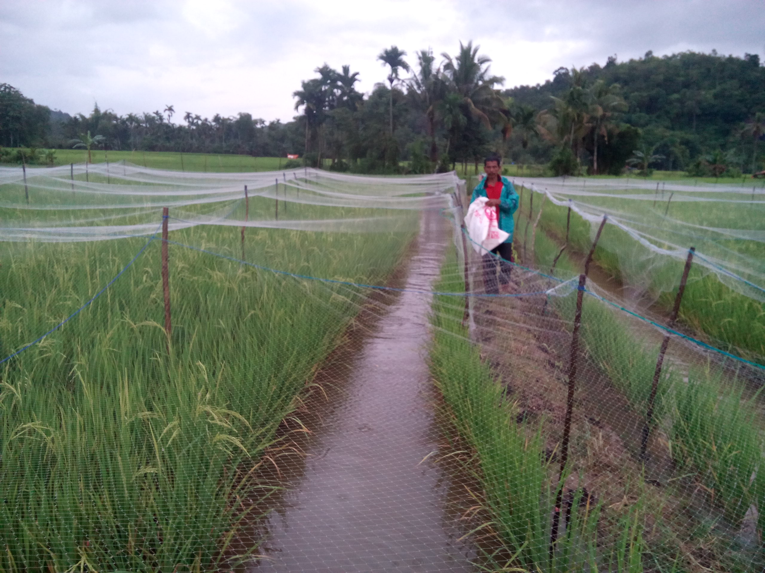 Pemerintah Kabupaten Pesisir Selatan Petani Taratak 