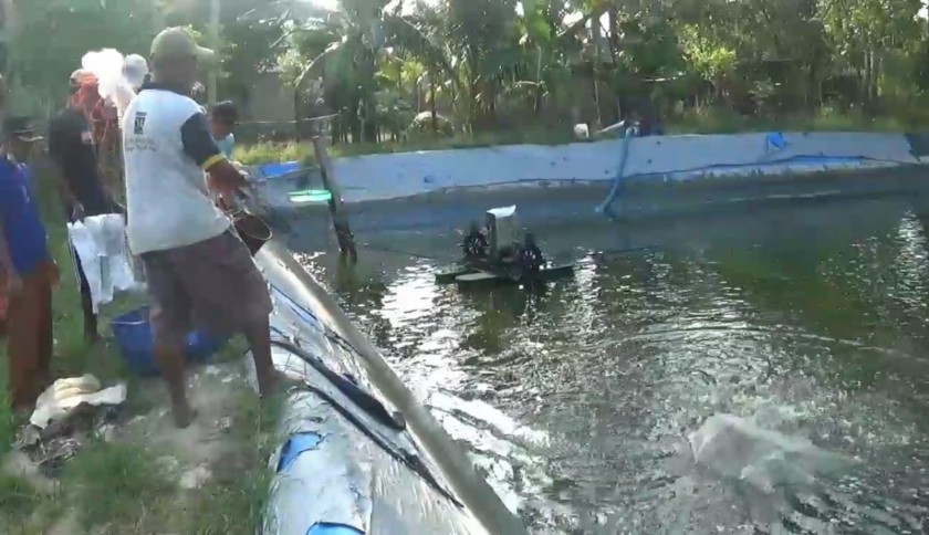 Nagari Lakitan Miliki Potensi Pengembangan Budidaya Tambak Udang