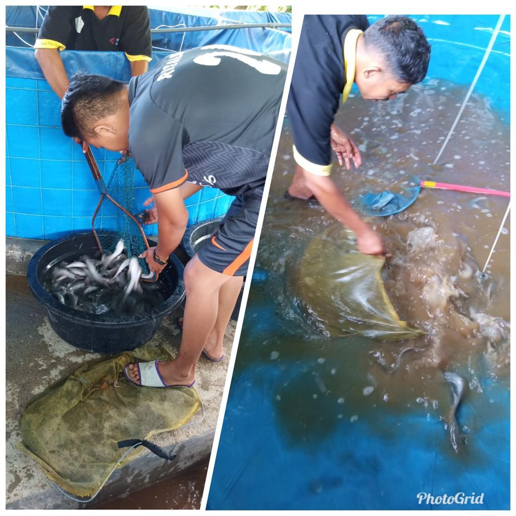 Dinas Perikanan Panen Budidaya Lele 