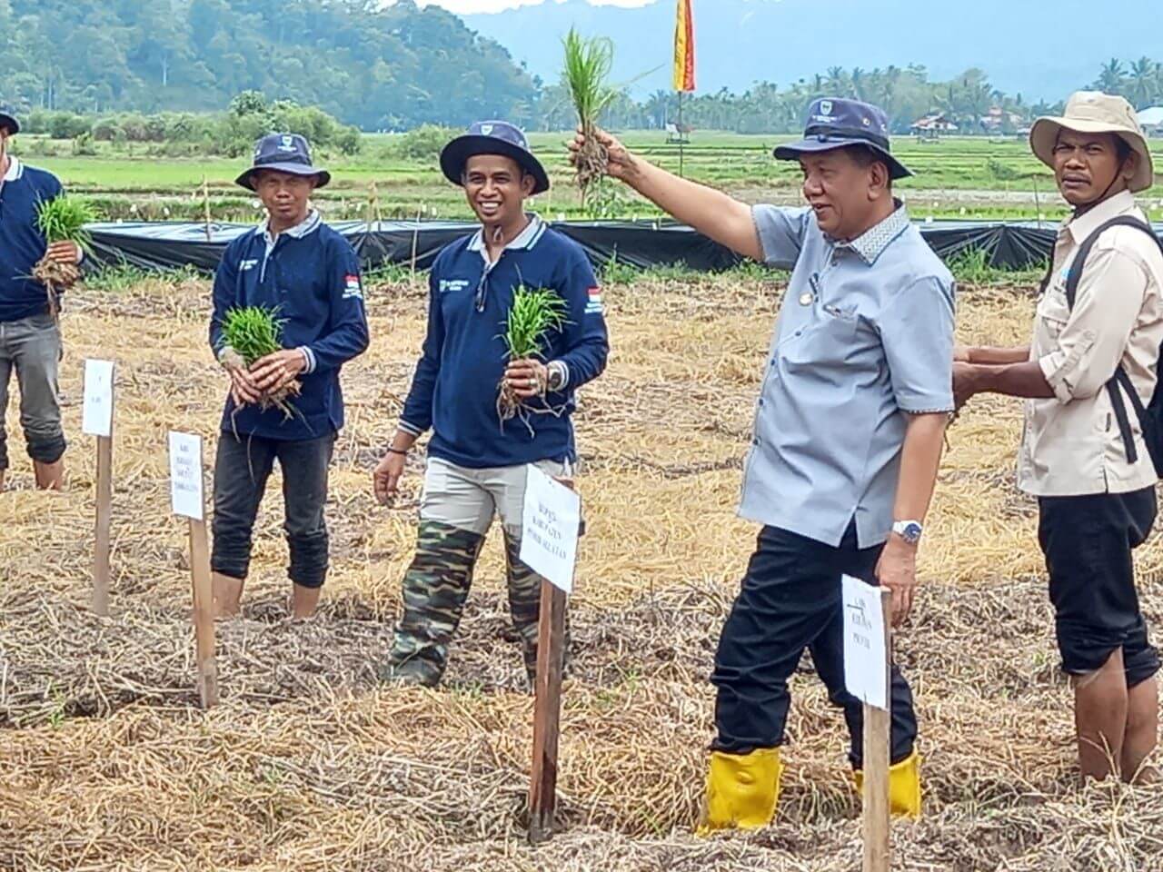 Pesisir Selatan Menjadi Penyumbang Padi Terbesar di Sumatera Barat di 2024