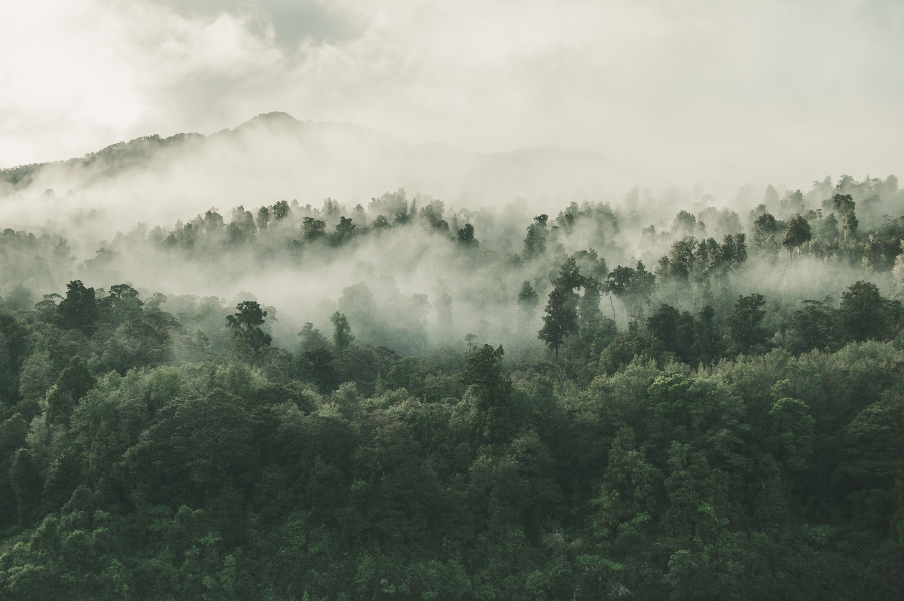 Hutan, Penjaga Sunyi yang Mengatur Irama Hidup