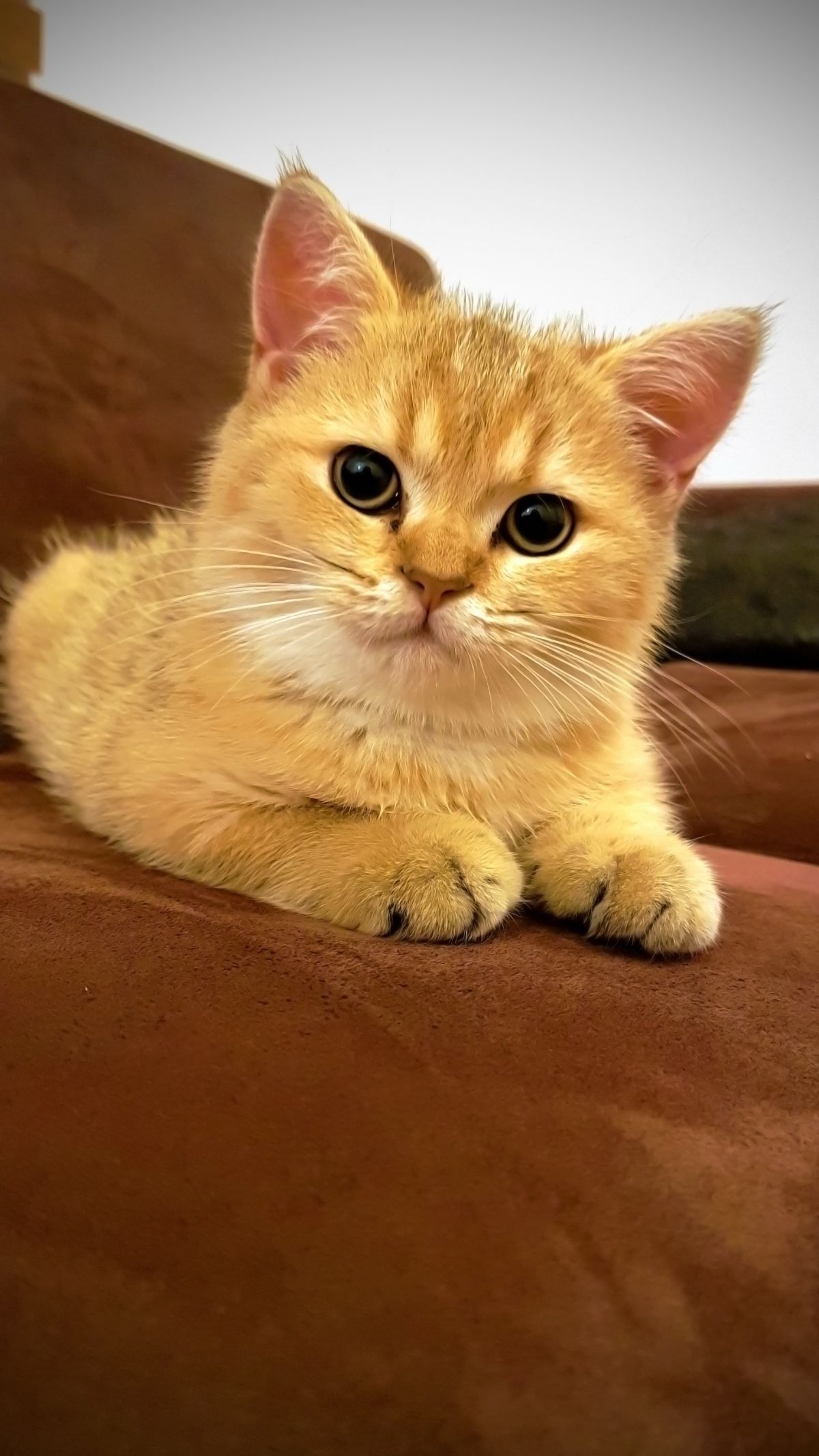 Mengenal Kucing: Teman Setia dengan Kepribadian Unik
